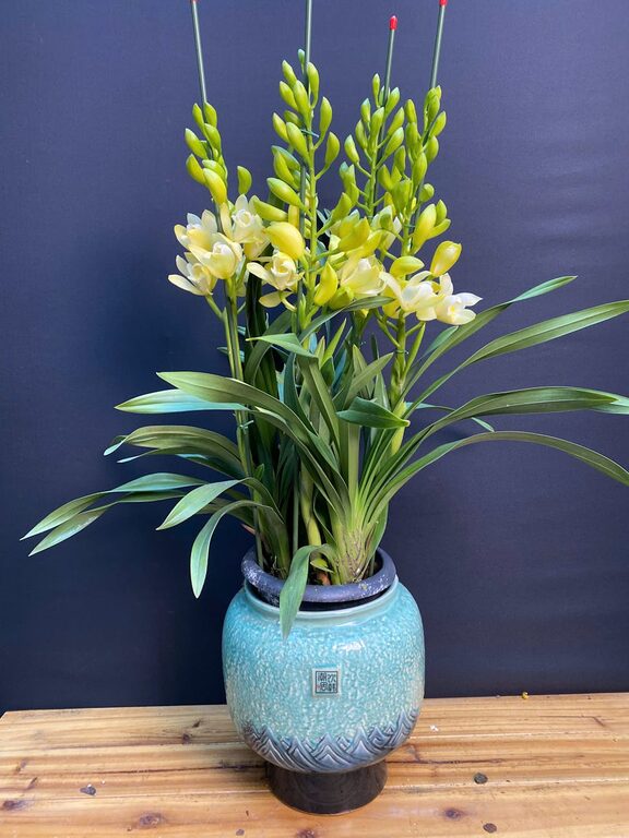 Easy Tips for Keeping Your Houseplants Healthy and Thriving